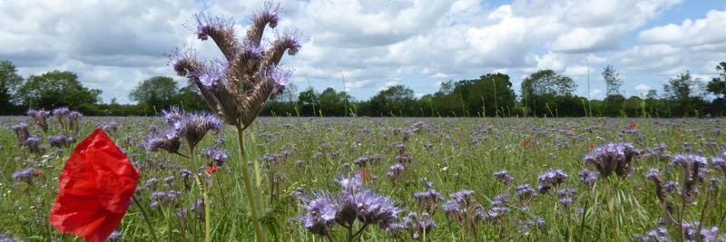 Breckland scene